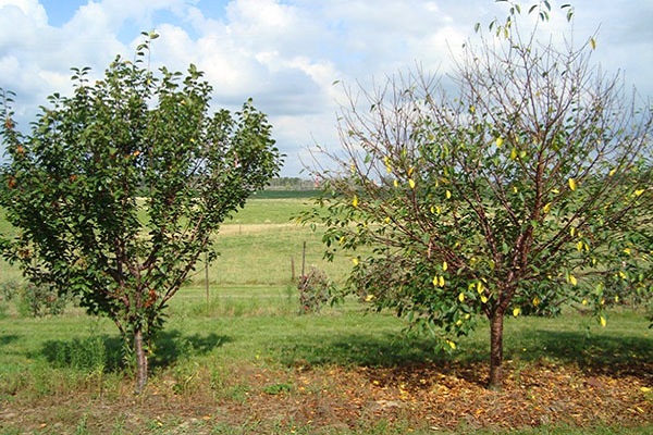 arbres d'automne