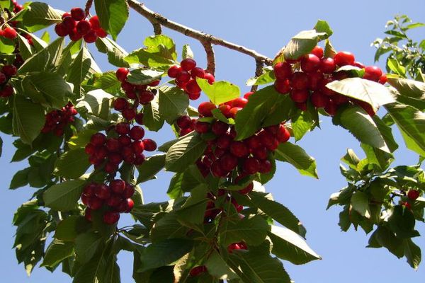 fruta de cereza