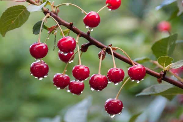 bayas de cereza