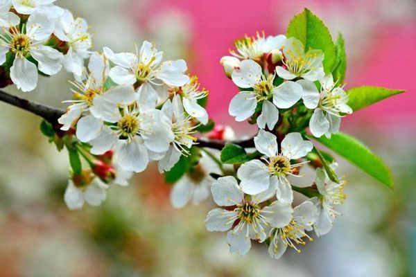 cereza floreciente