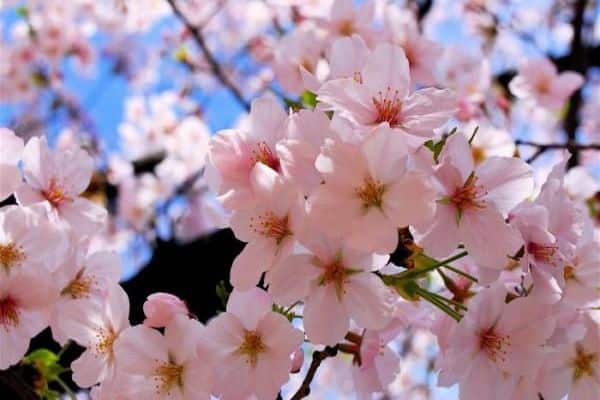 hermosa flor