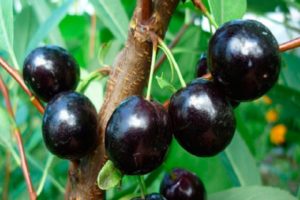 Description of the cherry-cherry hybrid Nochka, characteristics and regions of growing duke