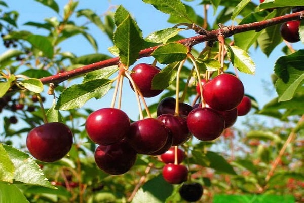 fruit description