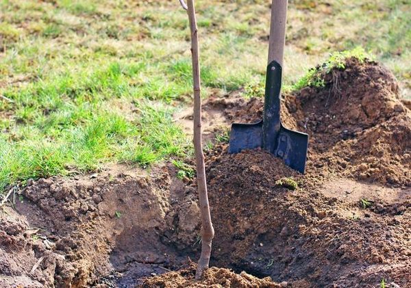 planting cherries