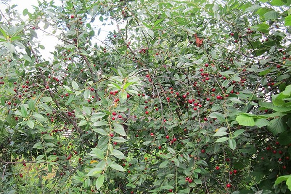 trenza de cereza