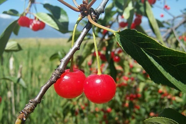 fruta en una rama