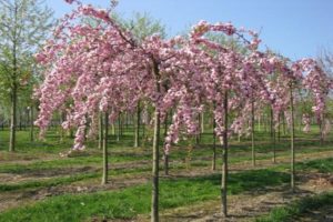 Description du sakura de cerisier japonais finement scié et caractéristiques des variétés, culture et entretien