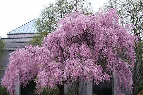 densely double flowers