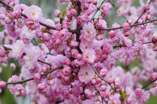 brotes en flor