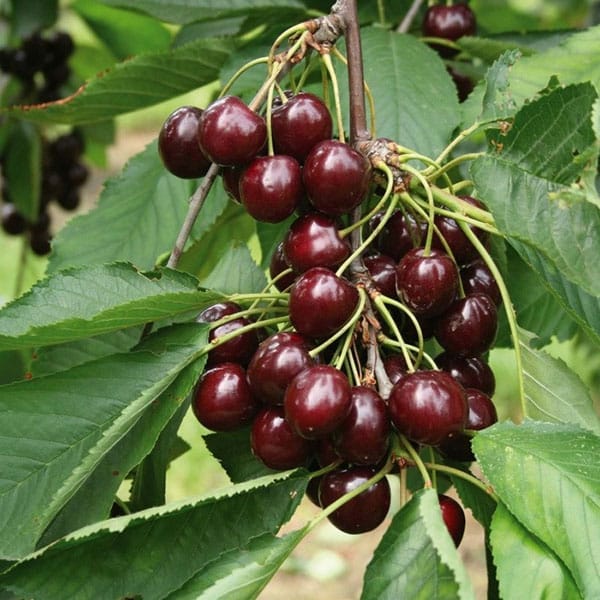 ripe cherries