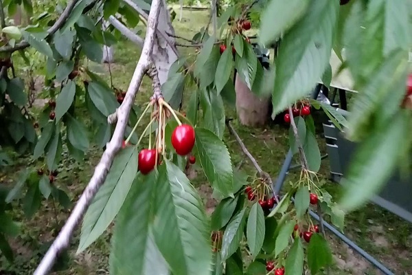 puntas de las hojas