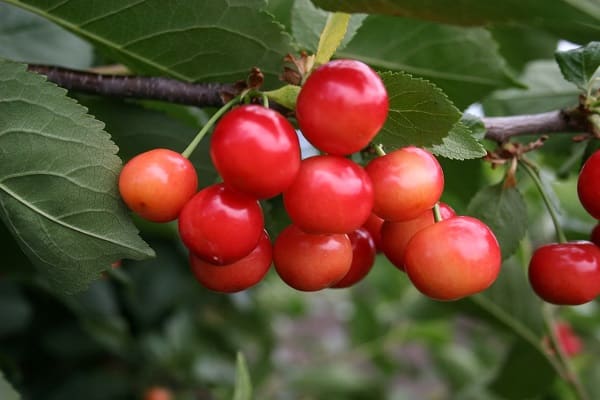 récolte de fruits