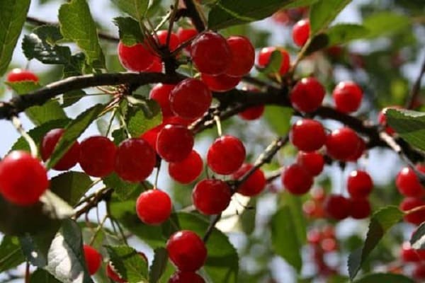 red berries