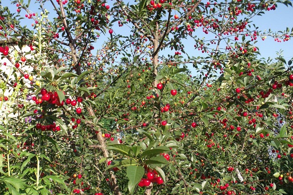 berries ripened