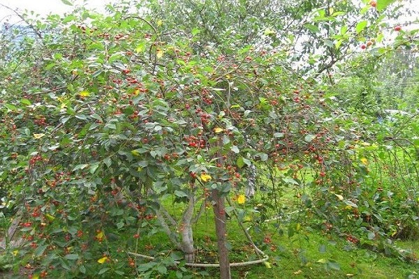 pollinisation des cerises