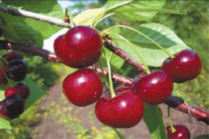 Descripción y características de la variedad de cereza Shubinka, rendimiento, plantación y cuidado.