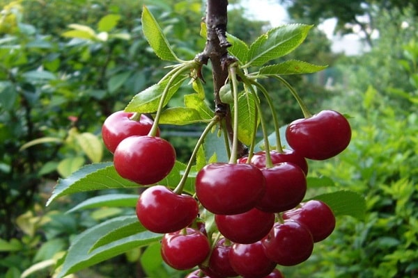 berries on the tree