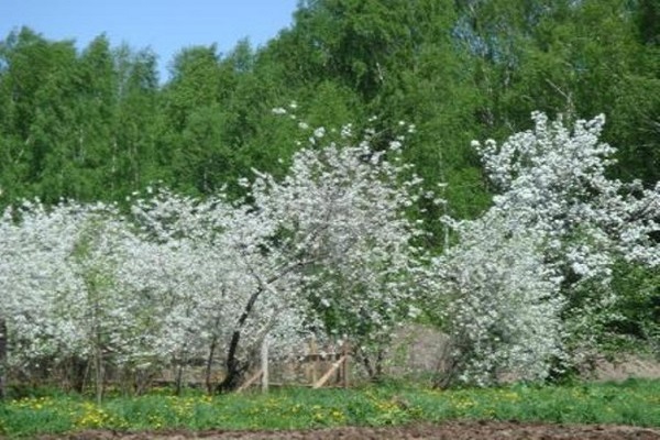 árboles florecientes