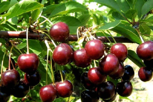 cereza tamaris