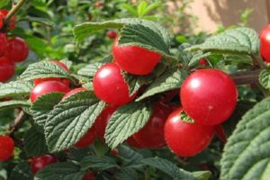 Description of the Tamaris cherry variety, characteristics of fruiting and yield