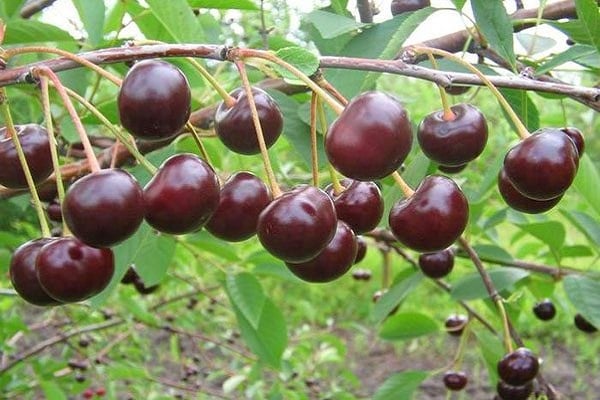 plantation de cerisier