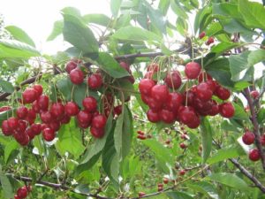 Characteristics and description of Dobraya cherry varieties, advantages and disadvantages