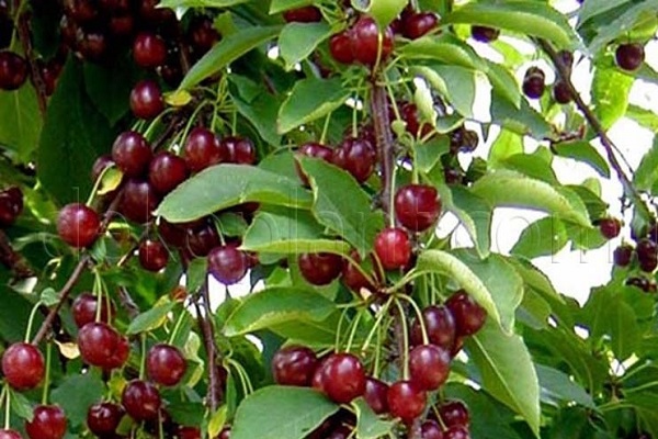 red cherry