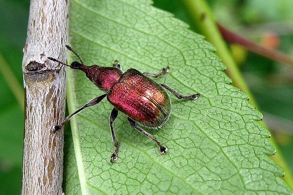 éléphant cerise