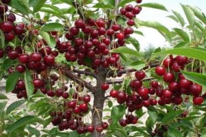 Caractéristiques de la variété de cerise Turgenevka, description de la plantation et des soins et pollinisateurs