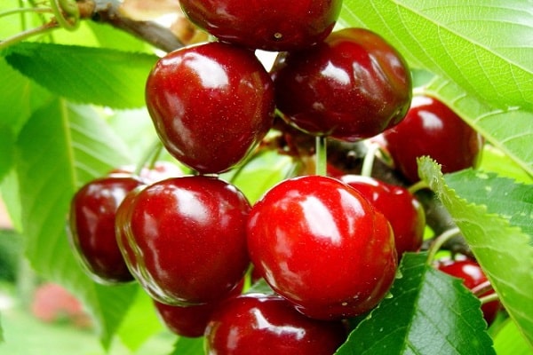 cerises brillantes