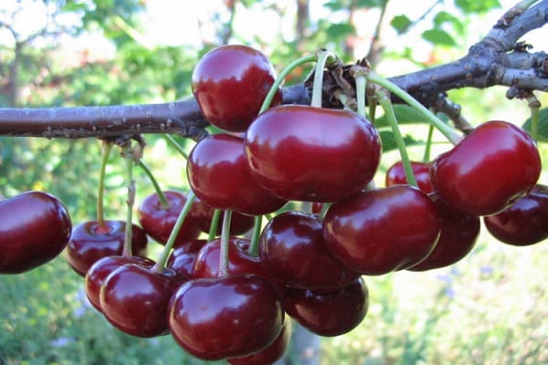 red berries