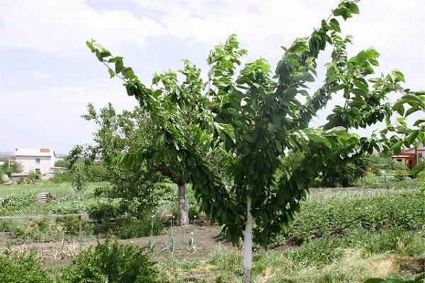 desventajas de variedad