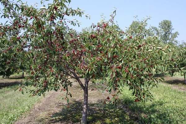 cereza en el jardín