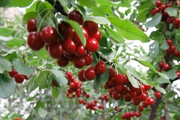 bunches of berries