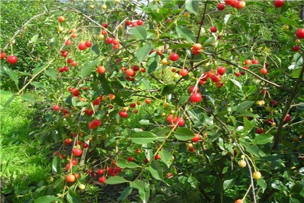 alimentar la planta