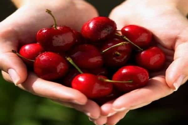 sweet cherry variety