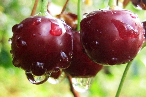 persistent sweet cherry