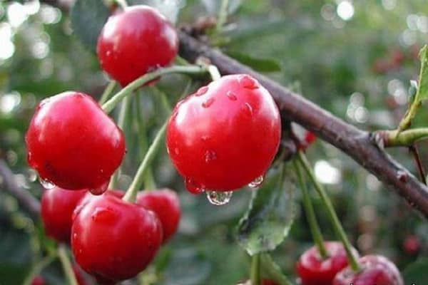 ripening berries