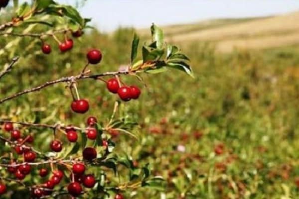 croissance des arbres