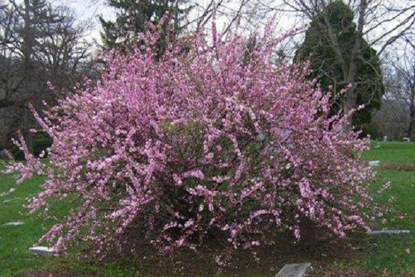 variedad decorativa