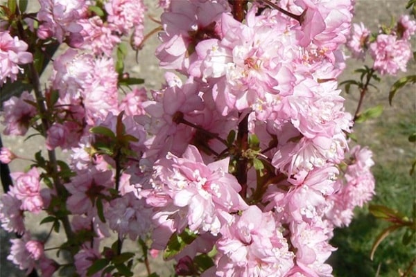 pink flowers