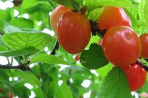 Description of decorative glandular cherries and rules of planting and care, reproduction