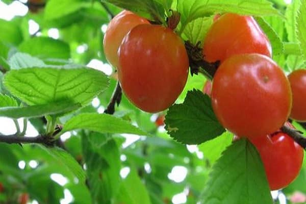 small fruits