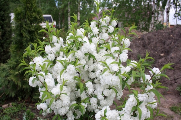 flowering branch