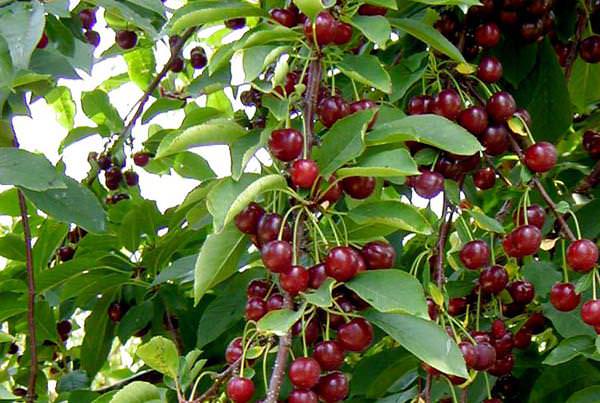 ripe cherries