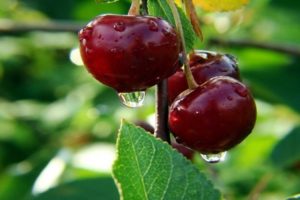 Description of the cherry variety Zhukovskaya, characteristics of fruiting, yield and cultivation