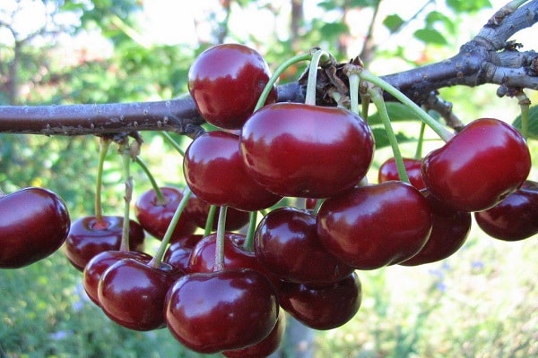 fruit on the tree