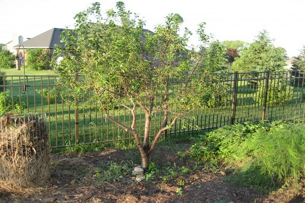 Árbol de frutas