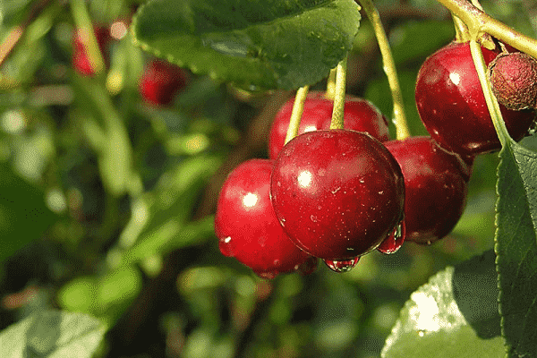 vlažne bobice