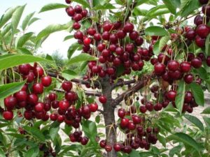 Is it possible to grow a cherry from a stone at home and how to care for a seedling